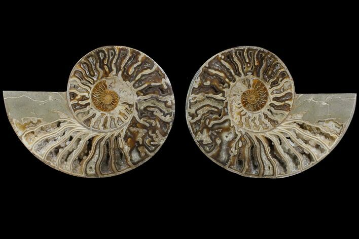 Daisy Flower Ammonite (Choffaticeras)- Madagascar #111303